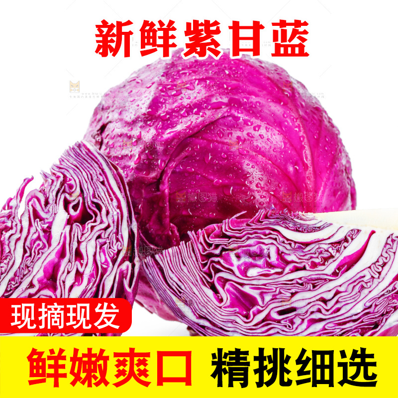 白底上的羽衣甘蓝
