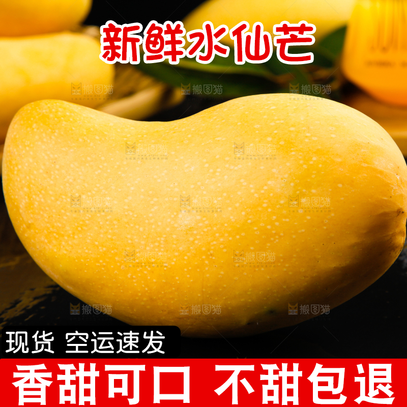 黑底上的水仙芒