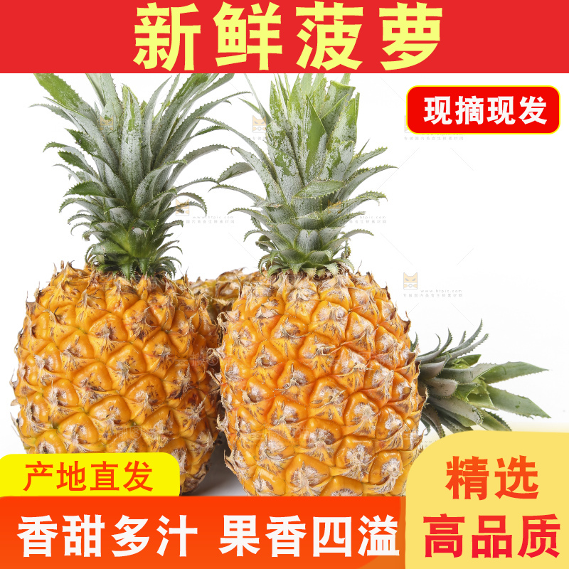 白底上的徐闻菠萝