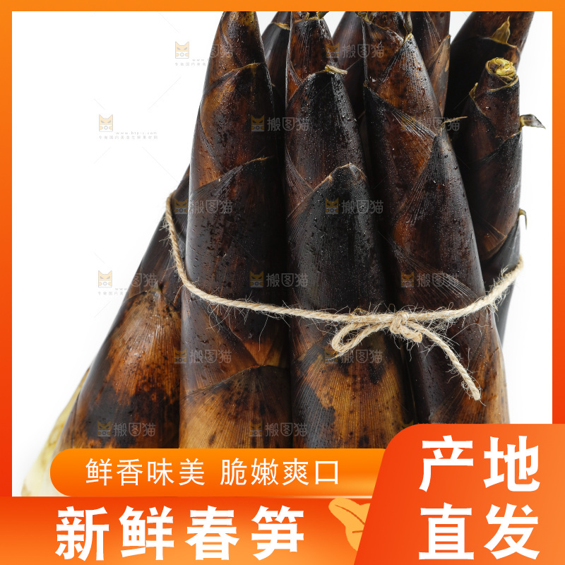 一捆富阳春笋放在白底上