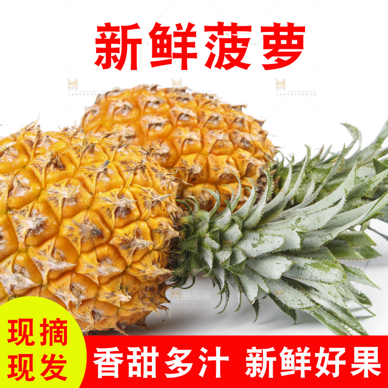 白底上的徐闻菠萝