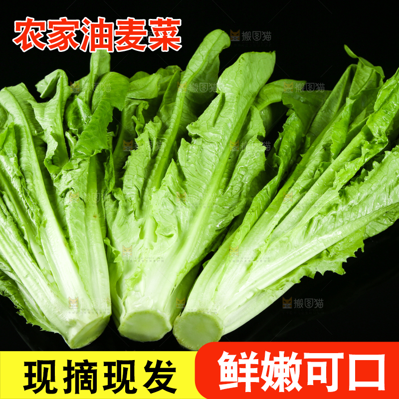 黑底上摆放着油麦菜