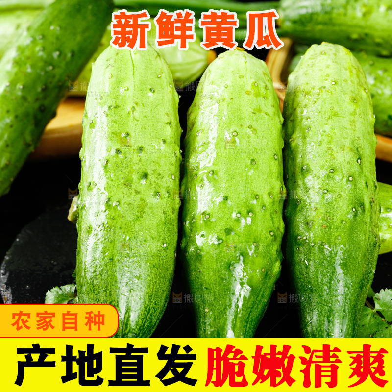 黑底上放着青瓜