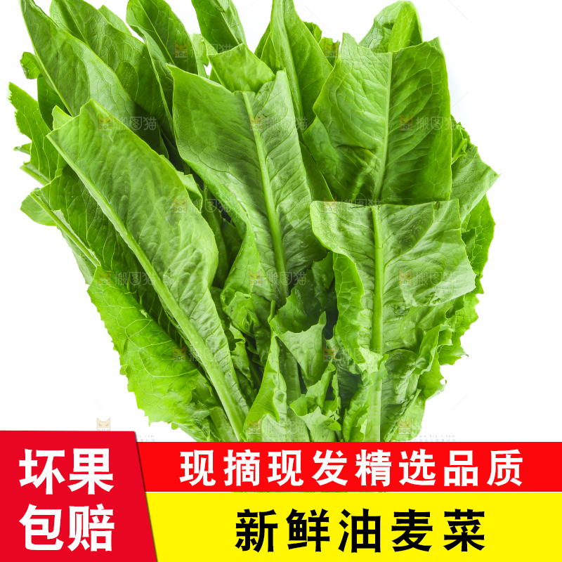 白底上摆放着油麦菜