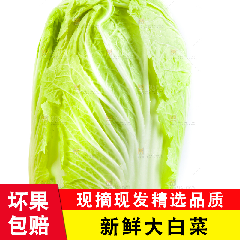 手里拿着山东大白菜