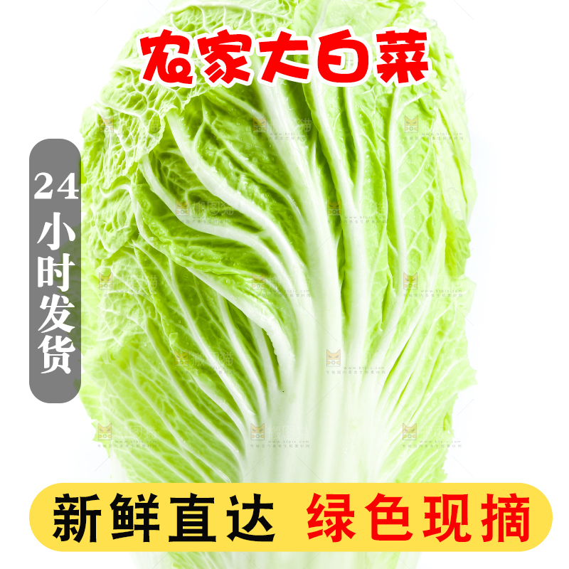 白底上放着大白菜