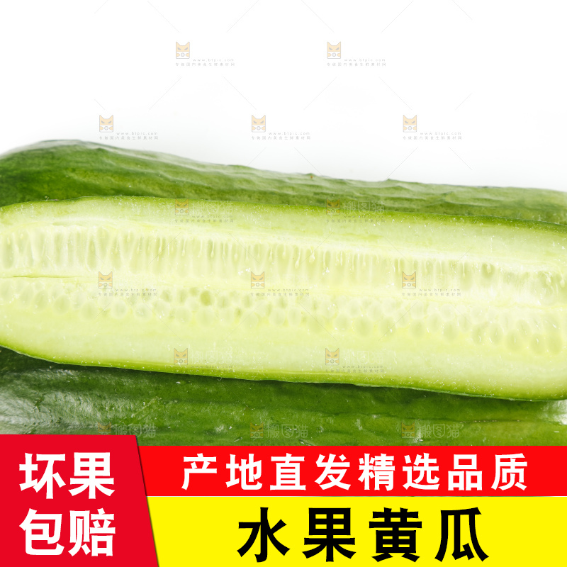 新鲜的山东小青瓜放在白底上
