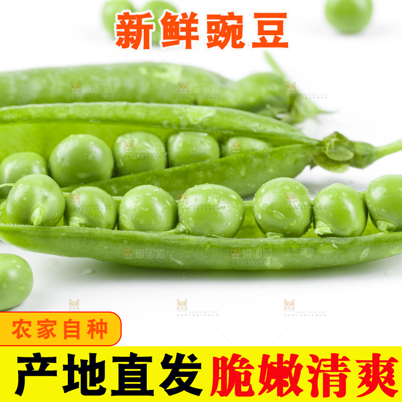 白底上的甜豌豆