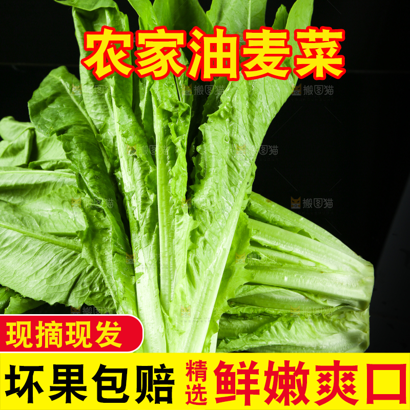 黑底上摆放着油麦菜