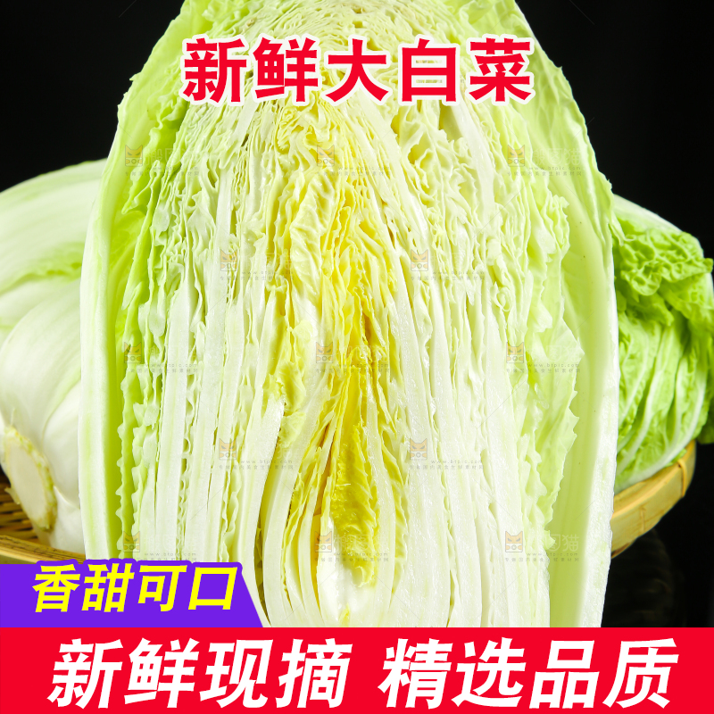 黑底上的黄心大白菜