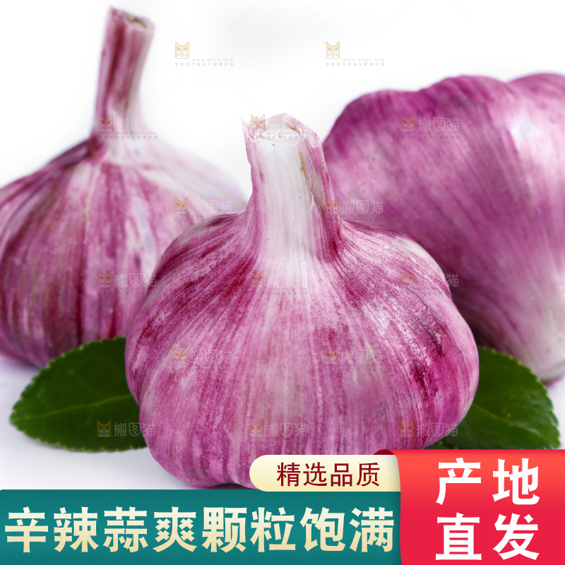 白底上放着新鲜的云南紫皮大蒜