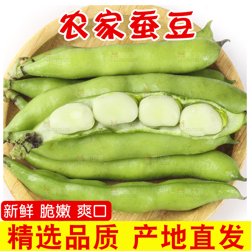 一筐新鲜四川蚕豆放在白底上