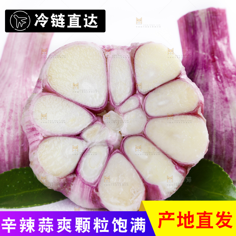 白底上放着新鲜的云南紫皮大蒜