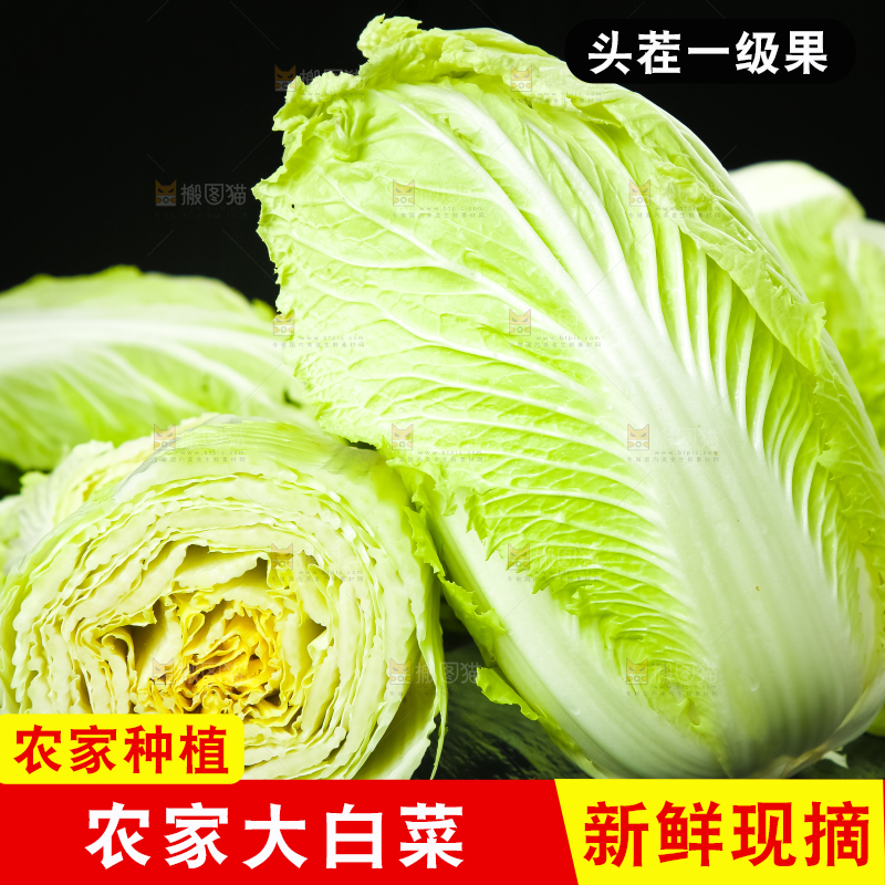 黑底上放着大白菜