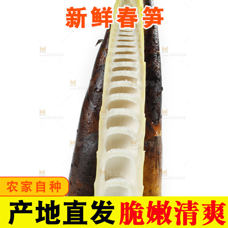 新鲜野生竹笋放在白底上