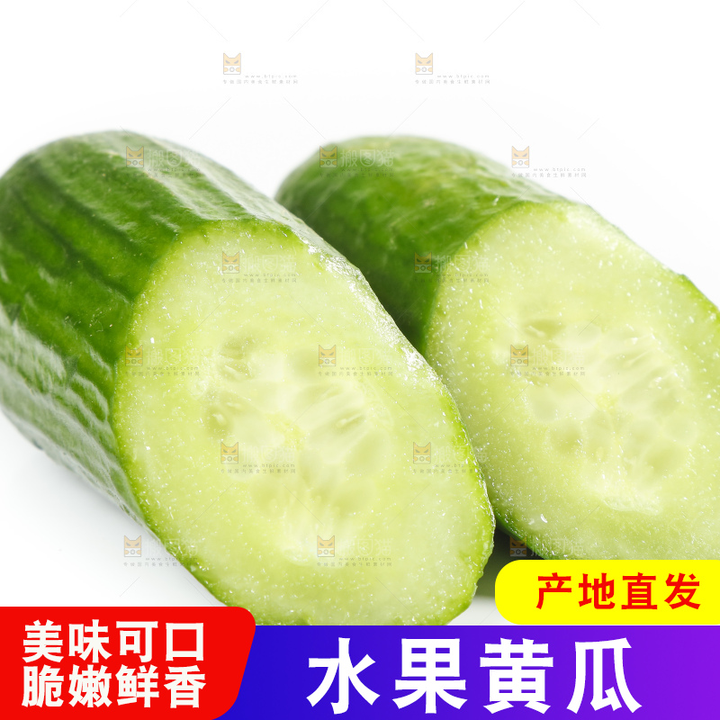 新鲜的山东小青瓜放在白底上