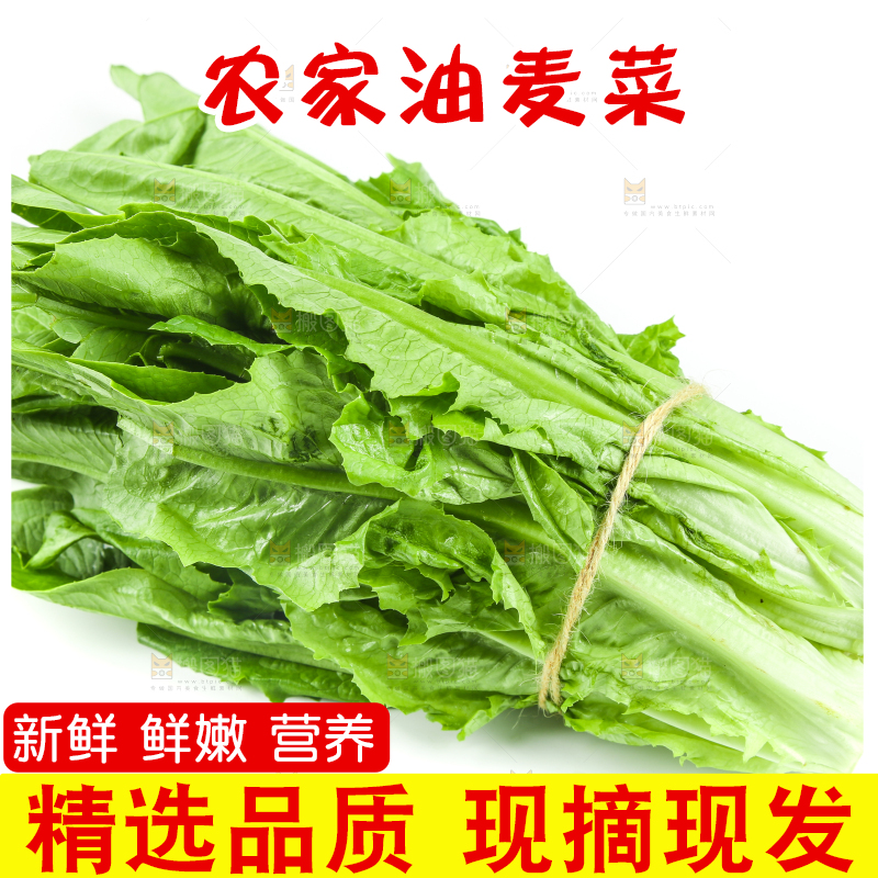 白底上摆放着油麦菜