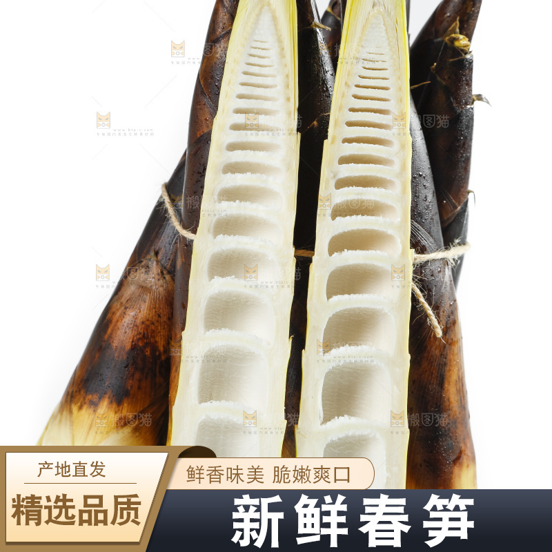一捆富阳春笋放在白底上