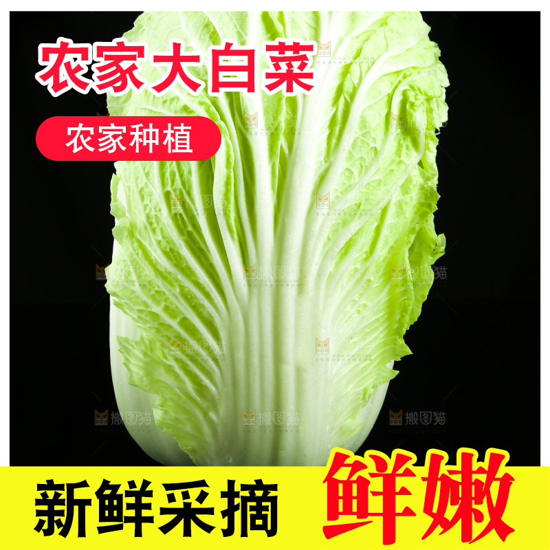 黑底上放着大白菜