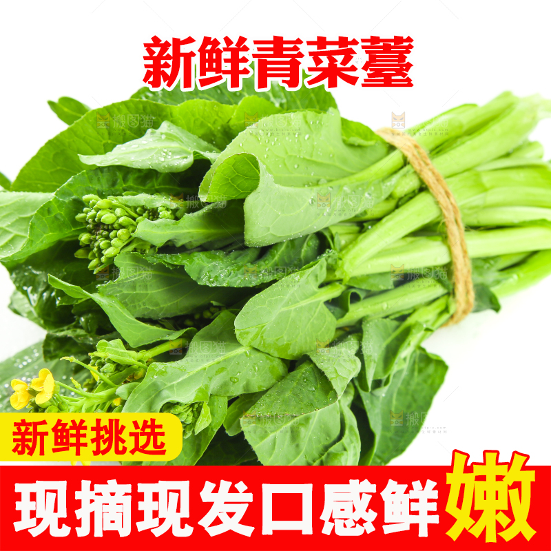 白底上的一把新鲜菜心