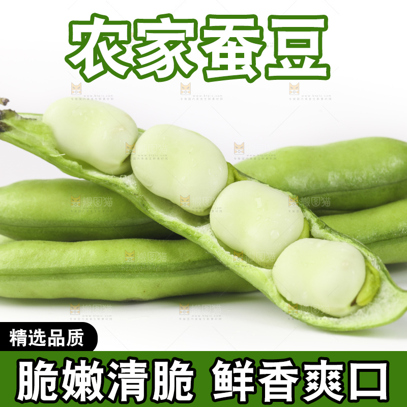 一筐新鲜四川蚕豆放在白底上