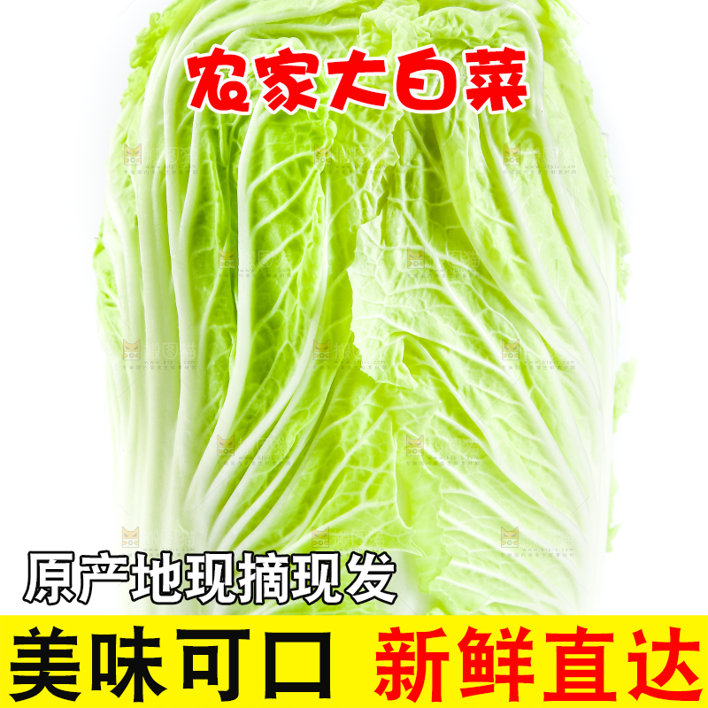 白底上放着大白菜