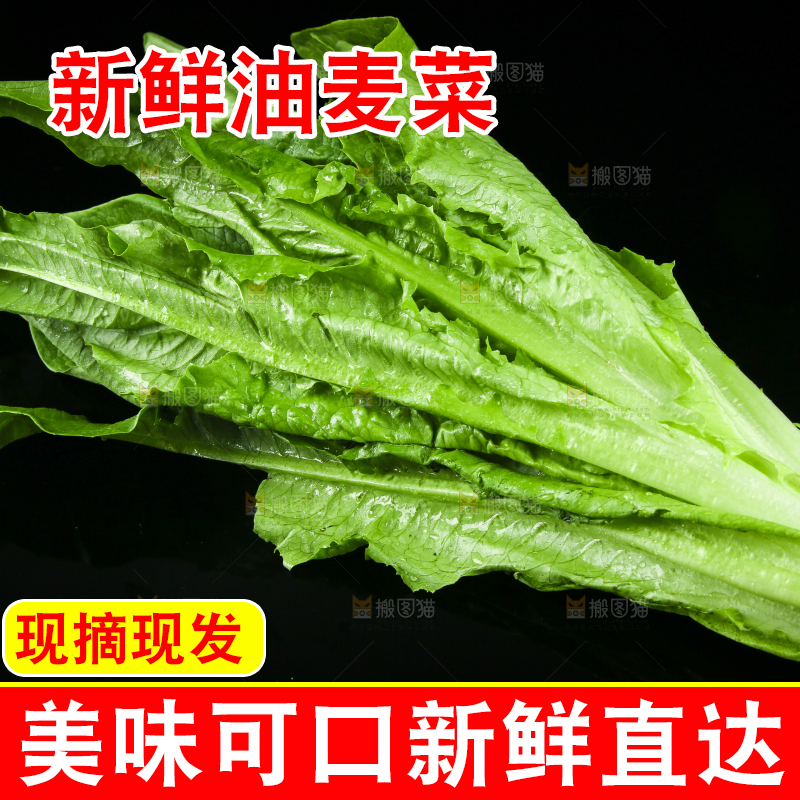 黑底上摆放着油麦菜