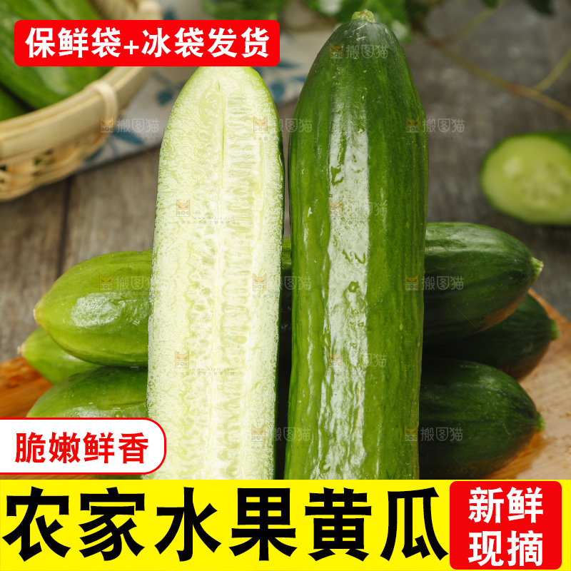 新鲜的山东水果黄瓜放在木板上