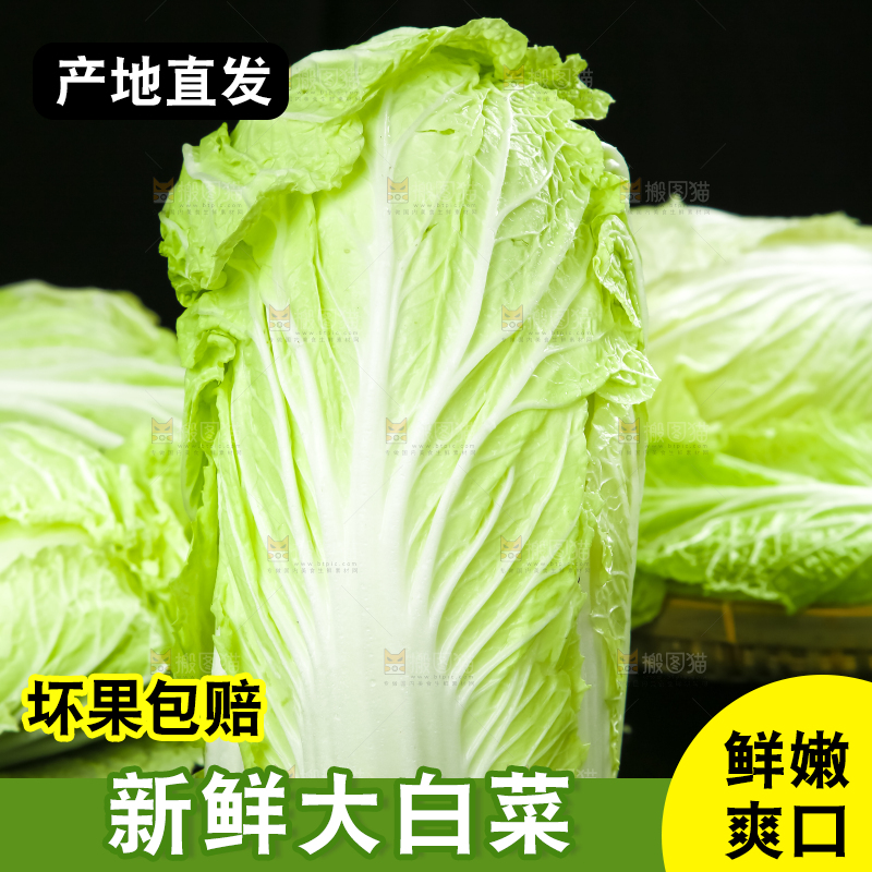 黑底上放着大白菜