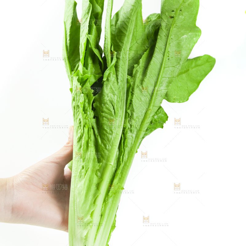 白底上的嫩油麦菜