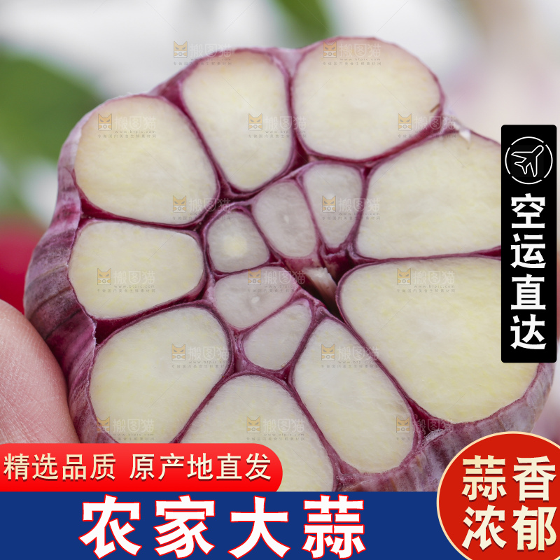 手拿新鲜紫皮大蒜头