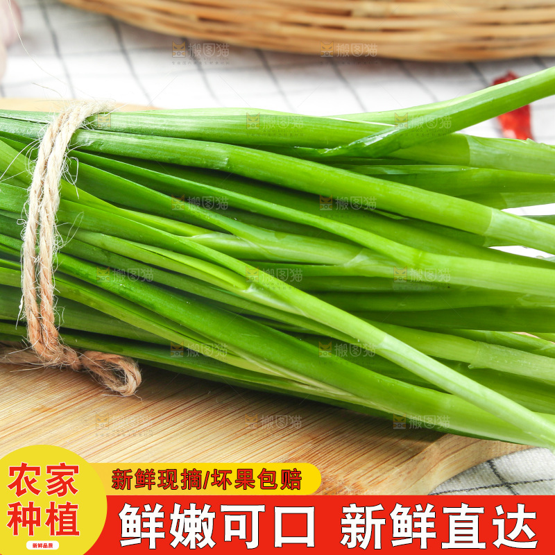 格子底上的鲜嫩韭菜