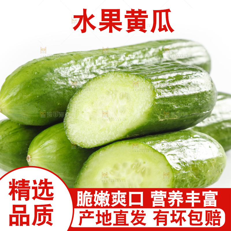 新鲜的山东小青瓜放在白底上