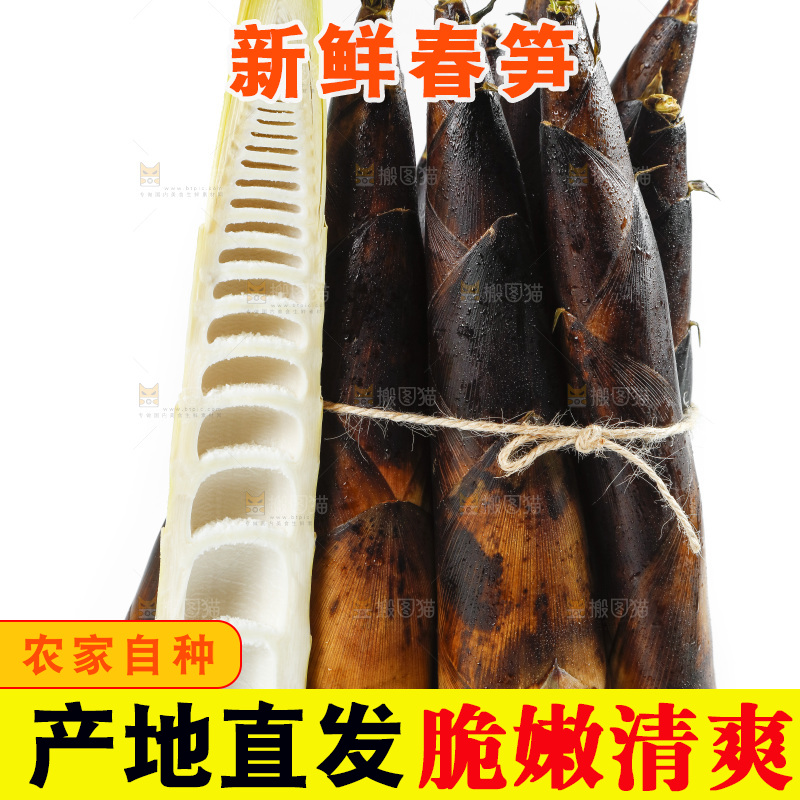 一捆富阳春笋放在白底上