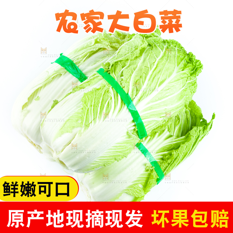 白底上放着大白菜