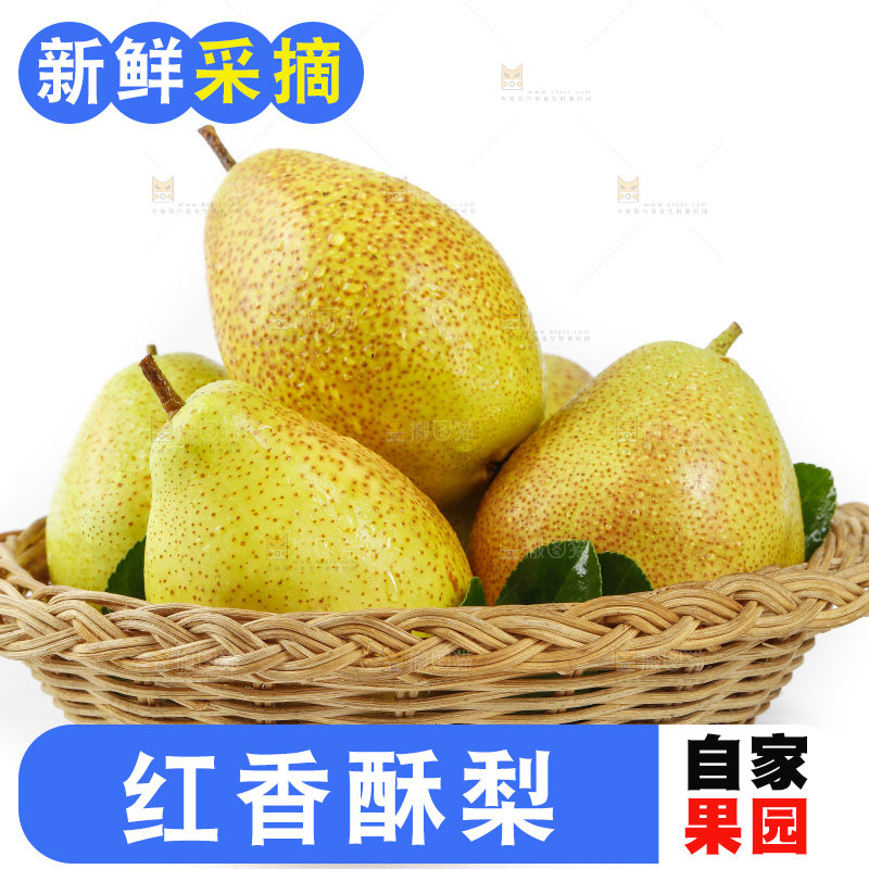 一筐陕西红香酥梨放在白底上