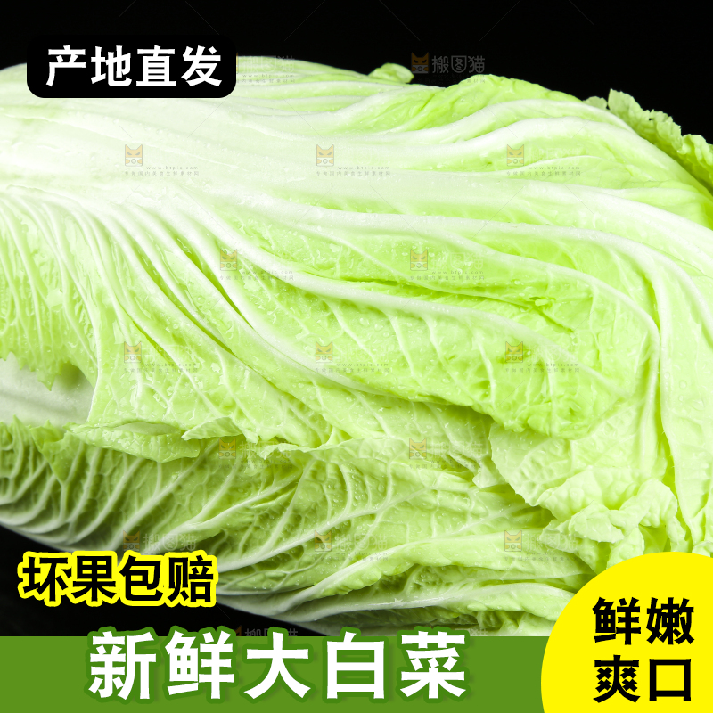 黑底上放着大白菜