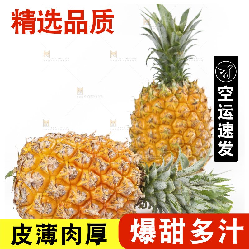 白底上的徐闻菠萝