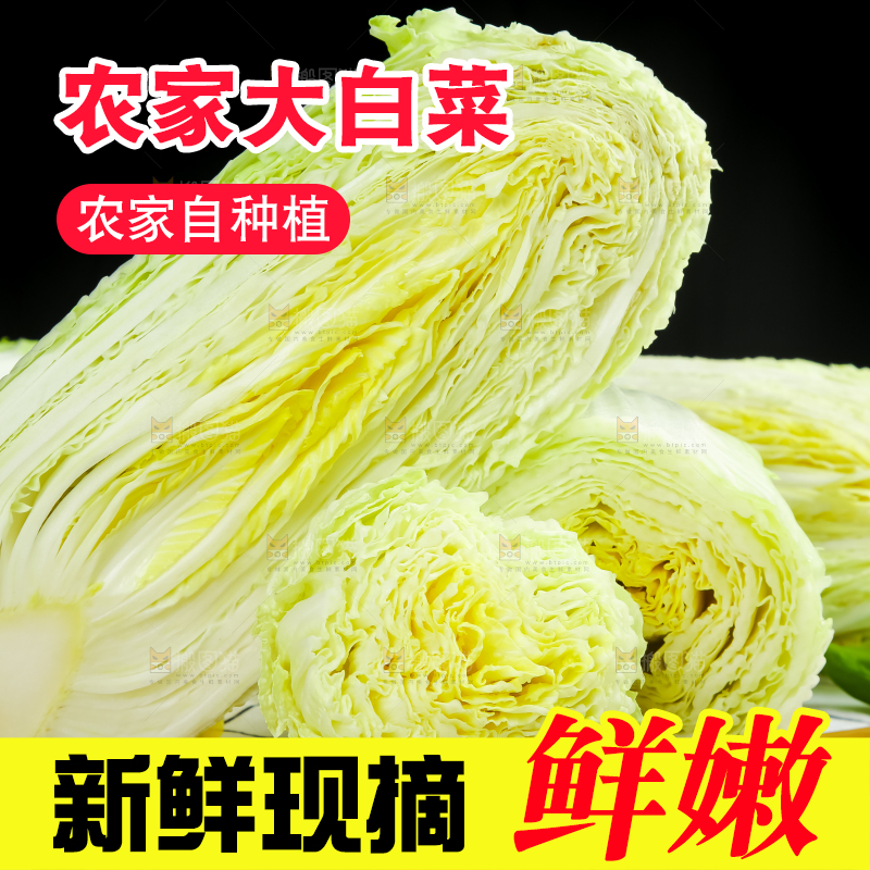 格子底上放着大白菜