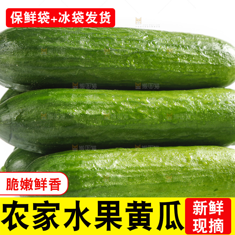 新鲜的山东小青瓜放在白底上