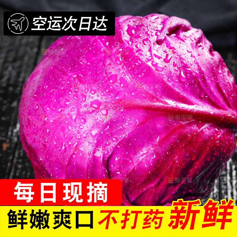 深底上的羽衣甘蓝