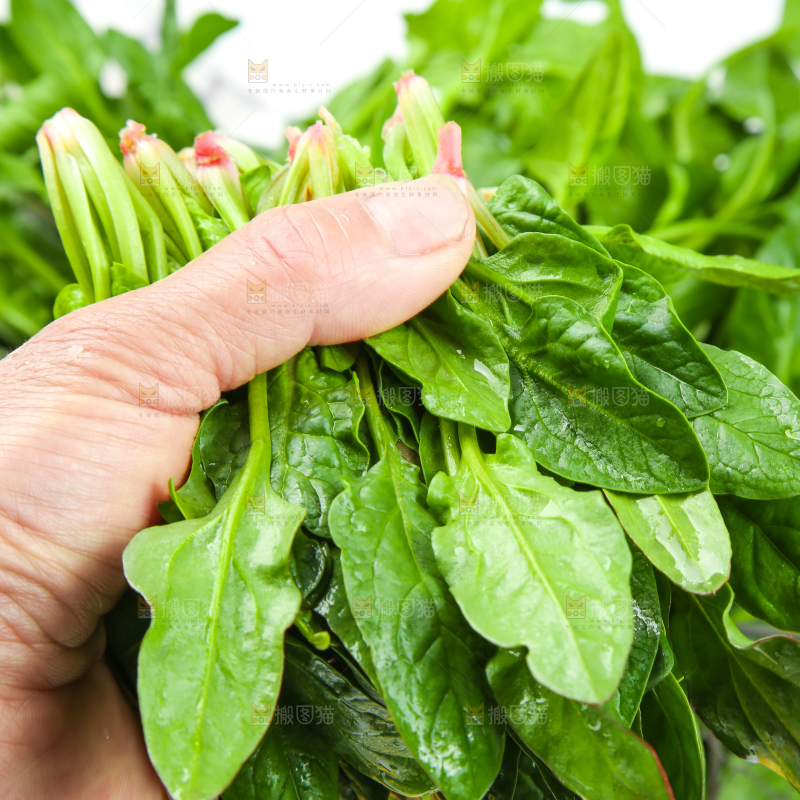 手里拿着一把菠菜
