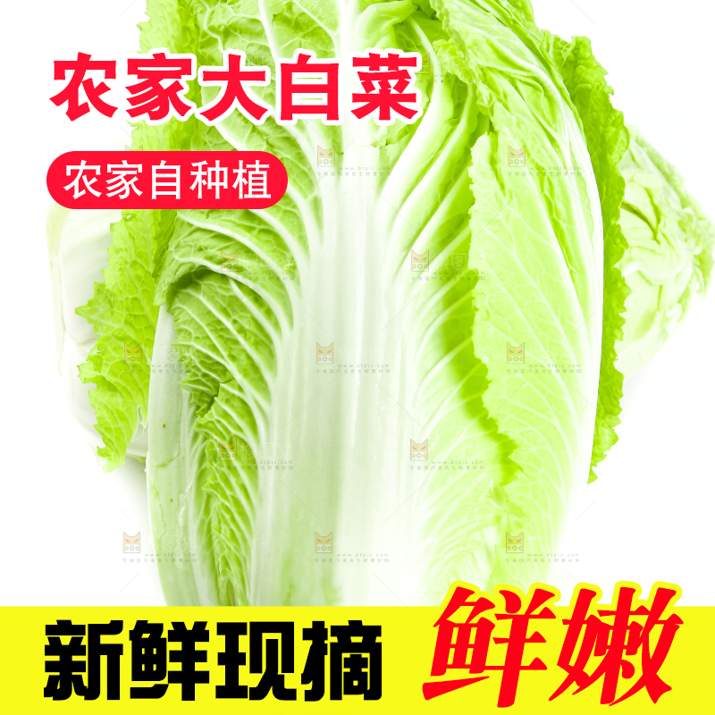 白底上的新鲜大白菜