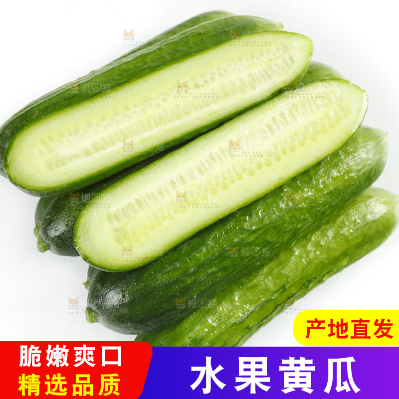 新鲜的山东小青瓜放在白底上
