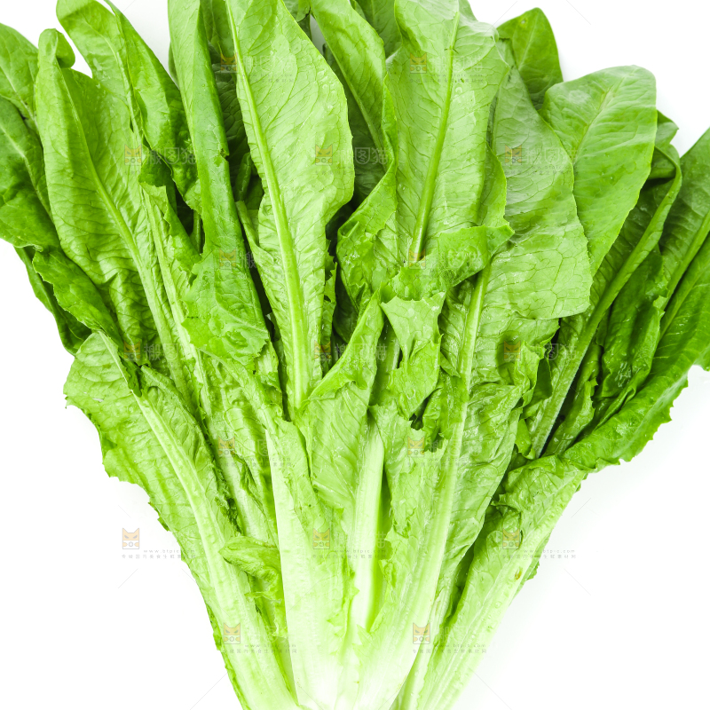 白底上的嫩油麦菜