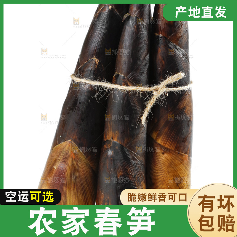 一捆富阳春笋放在白底上