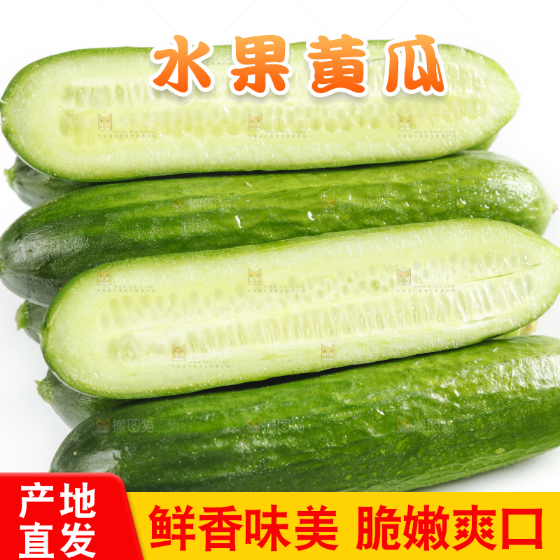 新鲜的山东小青瓜放在白底上