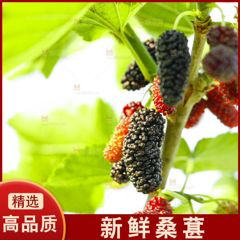 树上的桑葚