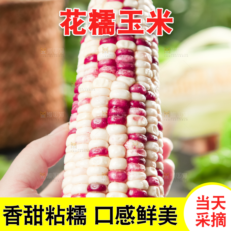 手里拿着花玉米