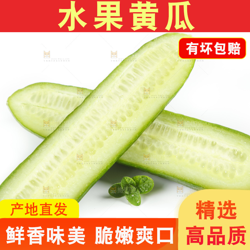 新鲜的山东小青瓜放在白底上